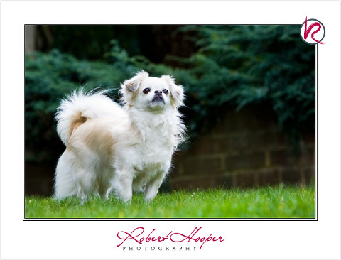 Tibetan Spaniel