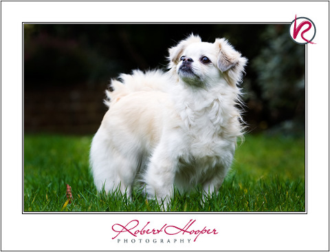 Tibetan Spaniel