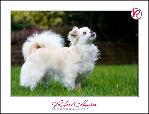 Tibetan Spaniel