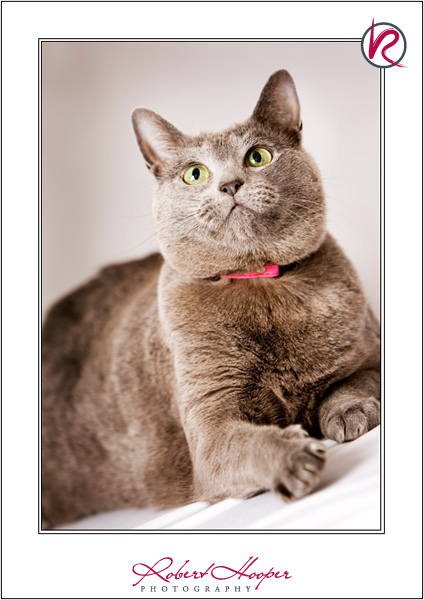 b-robert_hooper_pets_march_uk