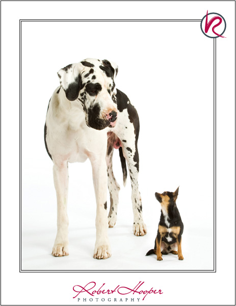 Commercial photography - Silver award