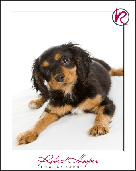 Cavalier King Charles Spaniel puppy by Robert Hooper Photography