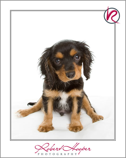 Cavalier King Charles Spaniel puppy by Robert Hooper Photography