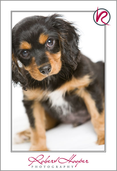 Cavalier King Charles Spaniel puppy by Robert Hooper Photography