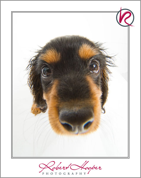 Cavalier King Charles Spaniel puppy by Robert Hooper Photography