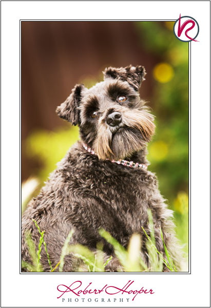 Grace\'s Miniature Schnauzer Sheba - pet photography by Robert Hooper Photography