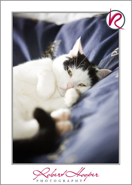 Shelley\'s pet portraits. Pet photography by Robert Hooper Photography