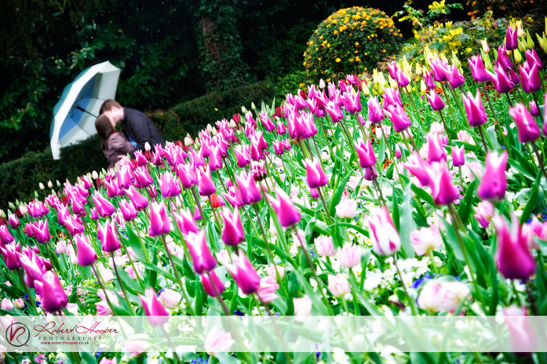 Rain or no rain, the flowers looked beautiful...