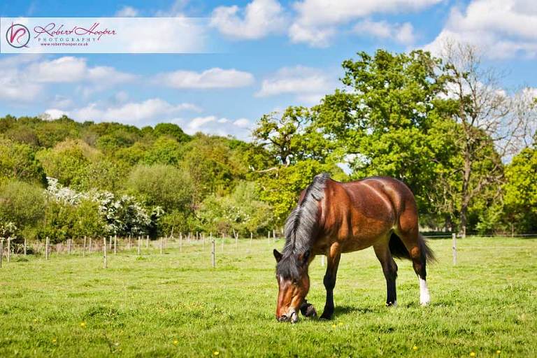Horse in landscape - Horse photography by Robert Hooper 0509-ls-0009