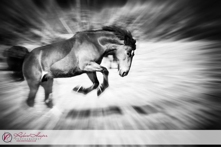 Prancing horse 0509-ls-0040