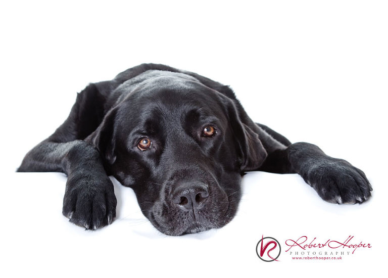 Professional pet photography by Robert Hooper Photography 0709-CC-0013
