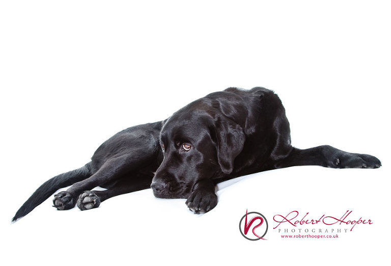 Professional pet photography by Robert Hooper Photography 0709-CC-0030