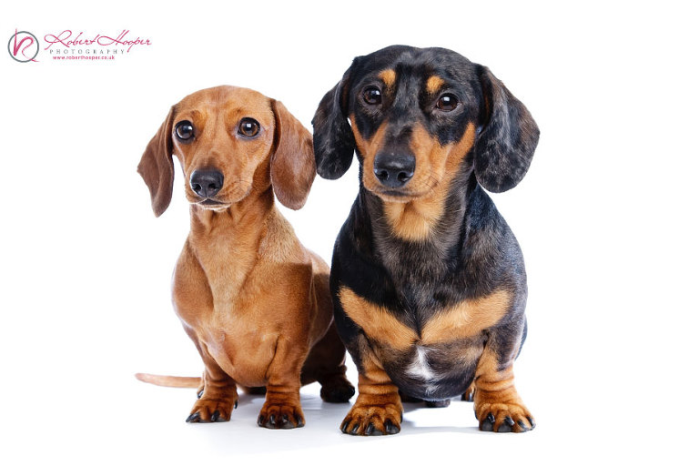 Miniature Daschunds - Surrey pet photography by Robert Hooper 1009-HH-0004