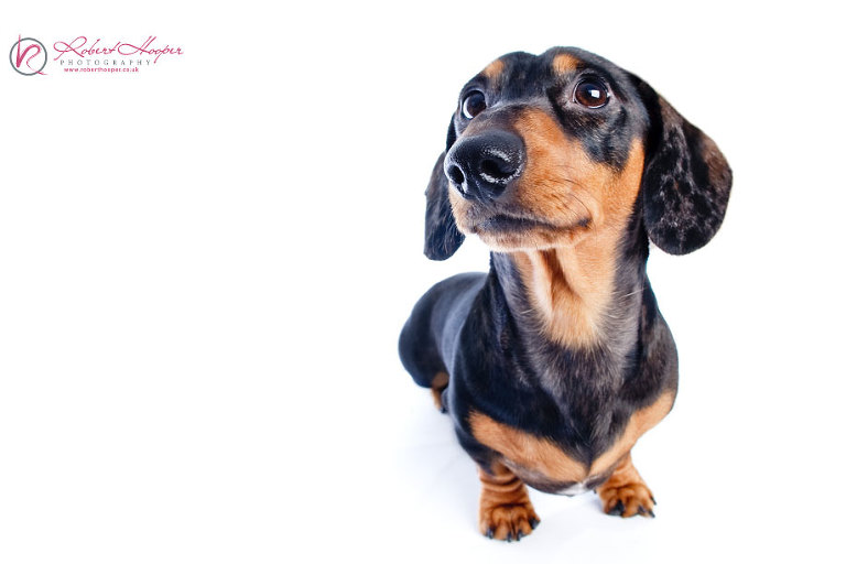Miniature Daschunds - pet photography in Surrey by Robert Hooper 1009-HH-0032