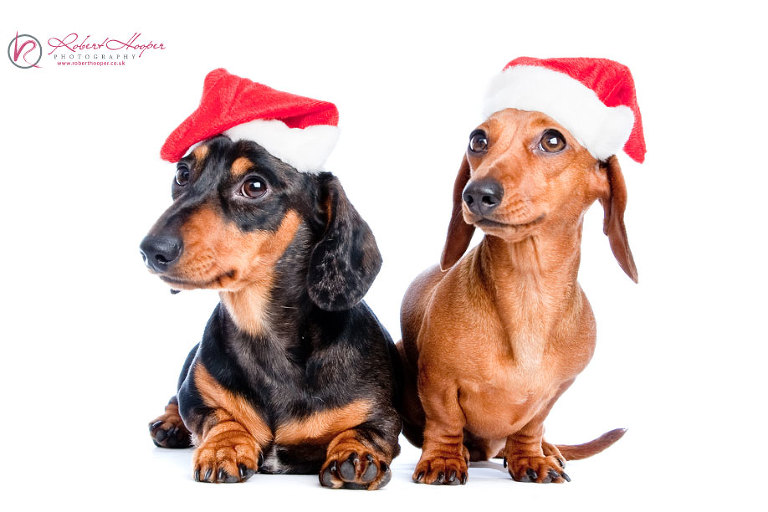 Miniature Daschunds - Christmas pet photography by Robert Hooper 1009-HH-0055