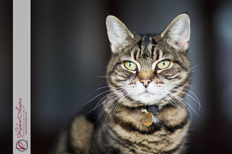 Surrey cat photography in Carshalton