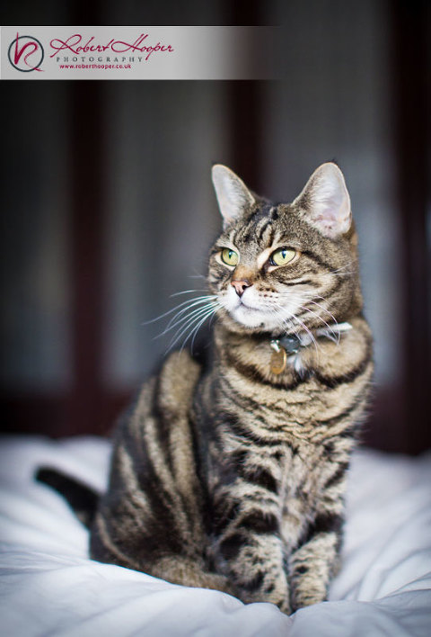 Professional cat photography in Surrey