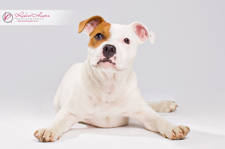 Staffordshire Bull Terrier puppy studio portrait