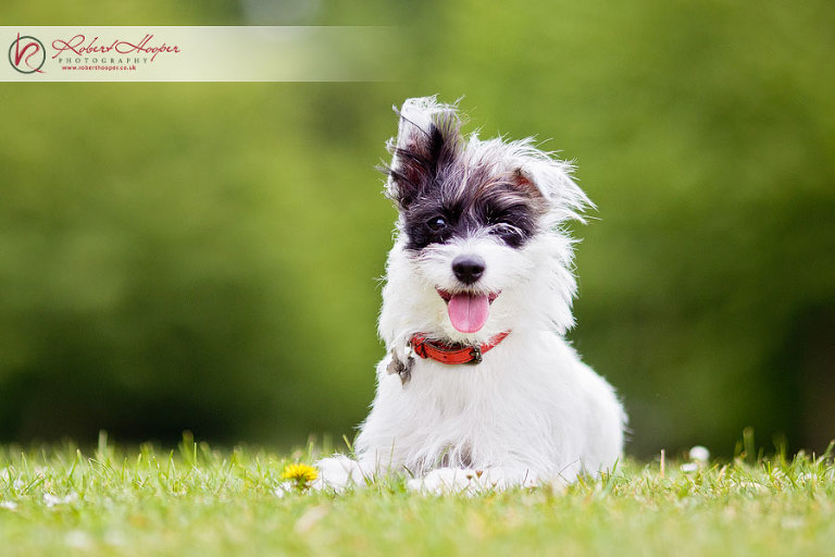 Family pet photography in Surrey 