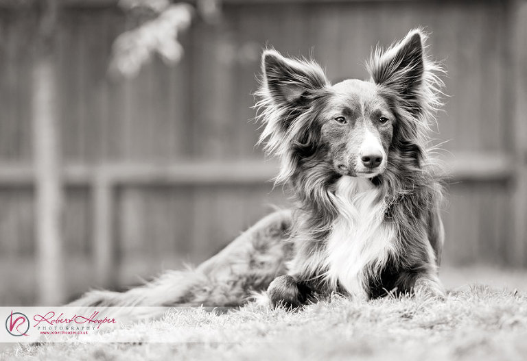 Dog photography and pet photography in Leatherhead 