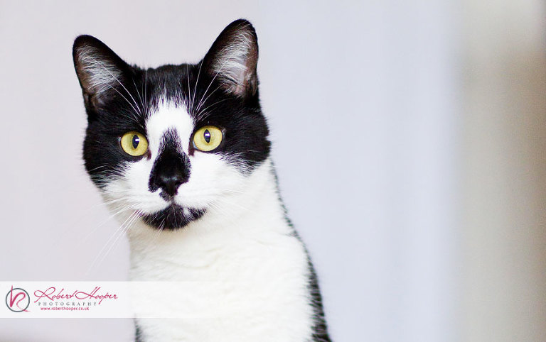Cat photography in Surrey 