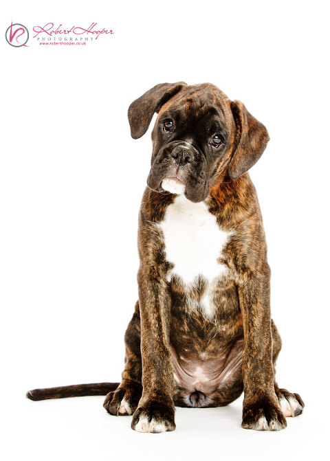 Boxer puppy photo - pet photography in Surrey 