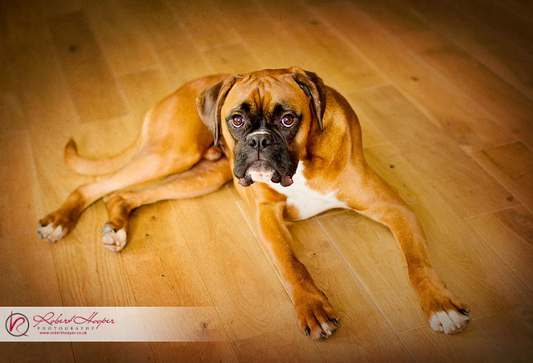 Dog photographer's in Surrey