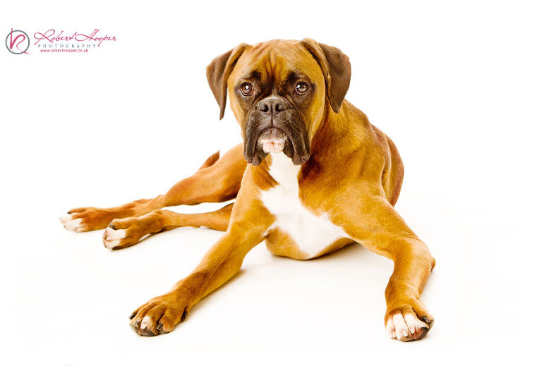 Studio Boxer dog photography in Surrey white background 
