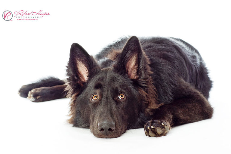 Studio dog photographers in Surrey