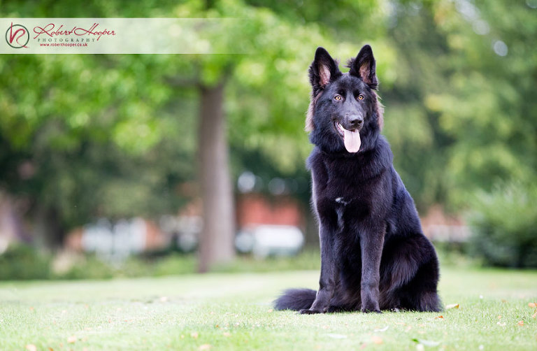 Surrey dog photography 