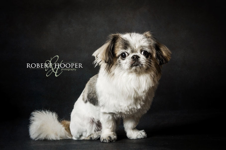 Studio dog photography in Croydon, Surrey 