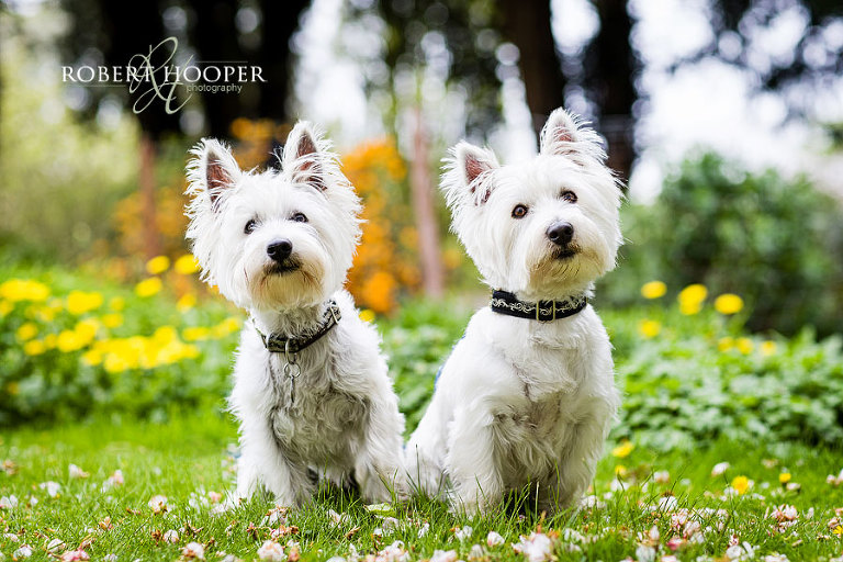 Two very cute West highland terriers in the park