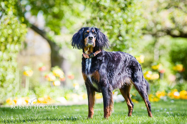 Professional dog photographers Surrey 