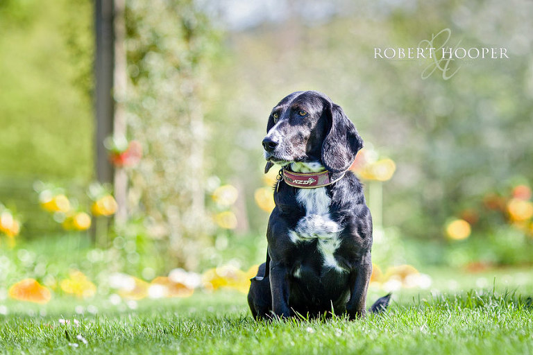 Professional dog photographers Surrey 