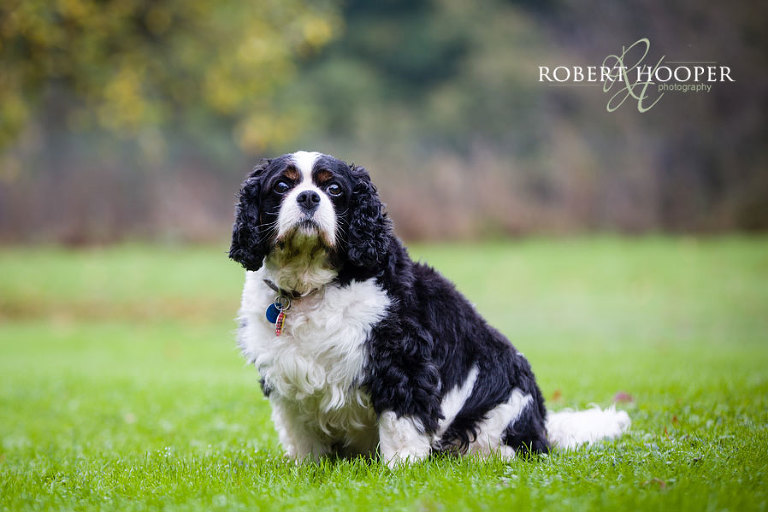 Cavalier King Charles Spaniel in local park in Oxshott, Surrey