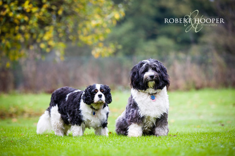 Cavalier King Charles Spaniel and Tibetan Terrier in park in Oxshott, Surrey