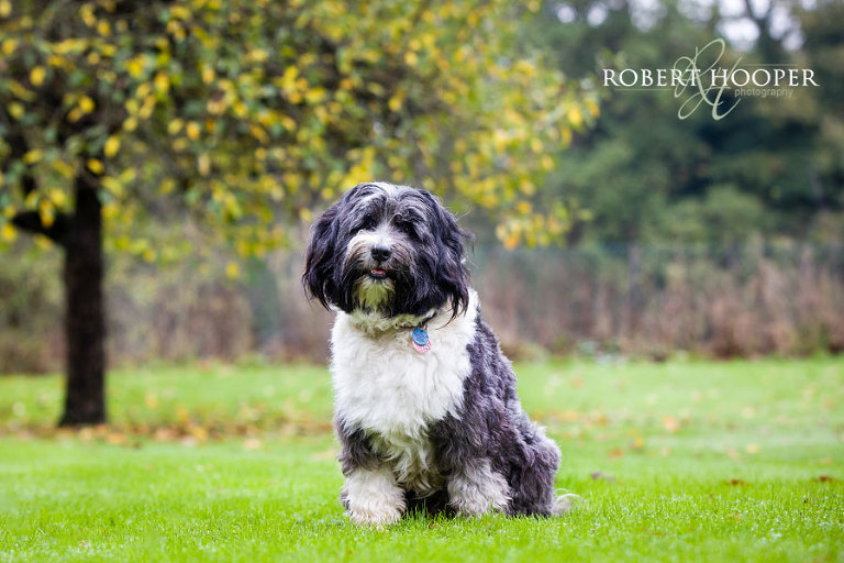 Tibetan Terrier at local park in Oxshott, Surrey