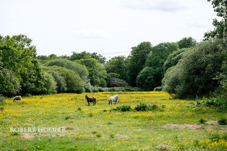 Ponies in the field opposite wedding breakfast celebration at The Three Tuns Bransgore Dorset