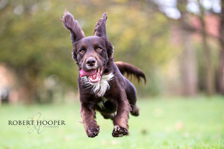 Dog photography London