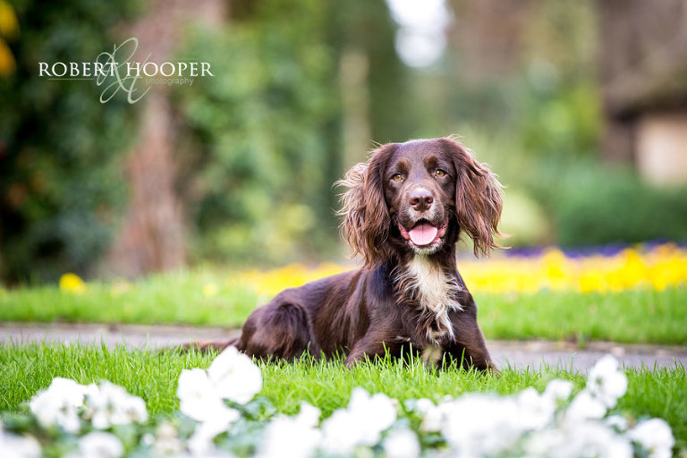 Dog photography London