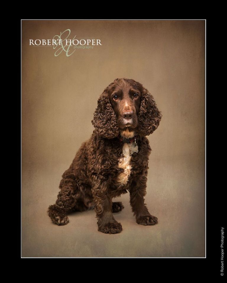 Studio dog photography Sussex
