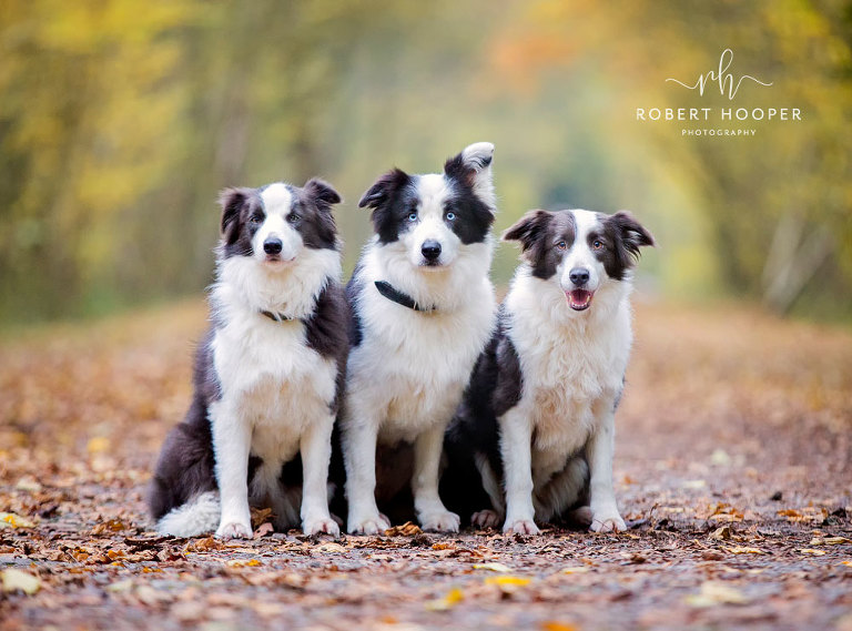 Dog Photographer West Sussex