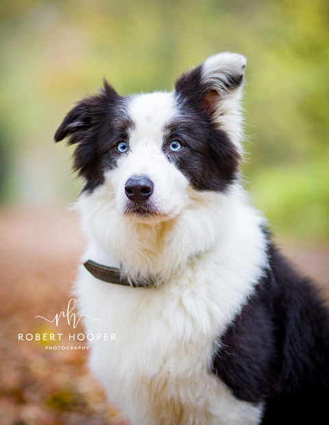 Dog Photography Crawley West Sussex