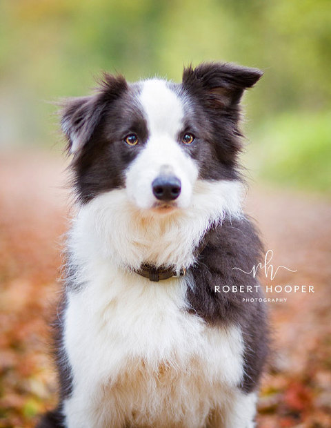 Outdoor Dog Photography Crawley (3)