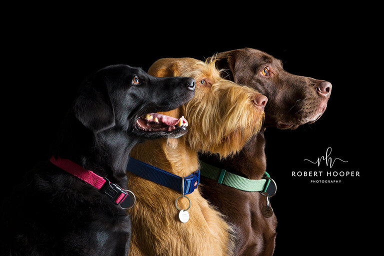 Studio dog photography in Sussex